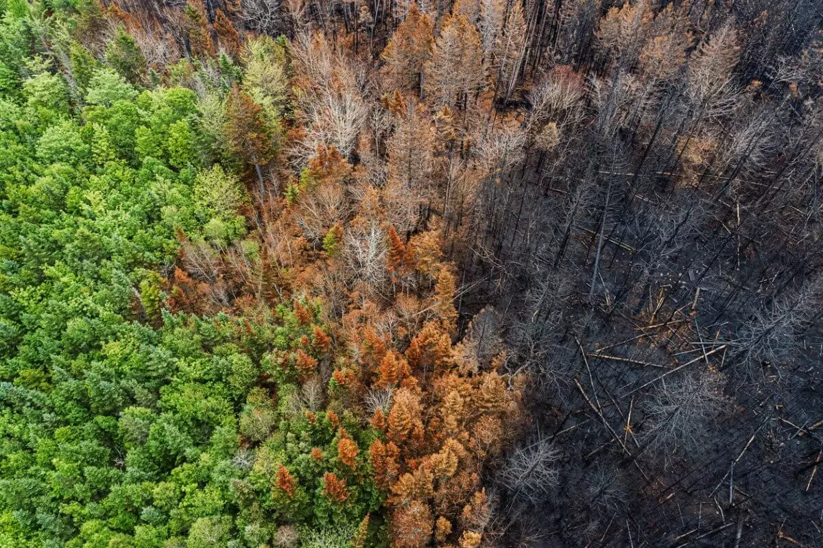 Миллиарды тенге на борьбу с лесными пожарами не освоили в РК