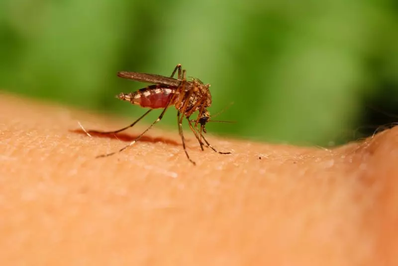 Видео шокировало Казнет: жителей Астаны атакуют комары