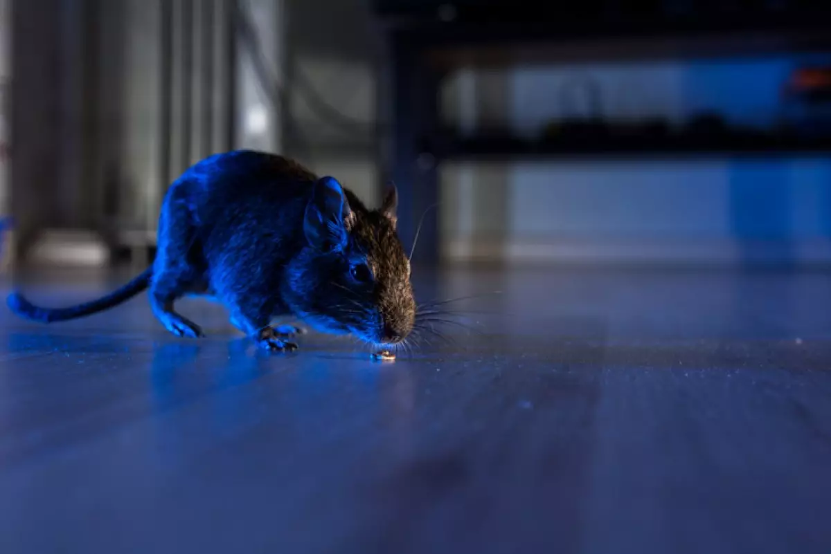 Крыса бегала по выпечке в одном из продуктовых киосков Павлодара