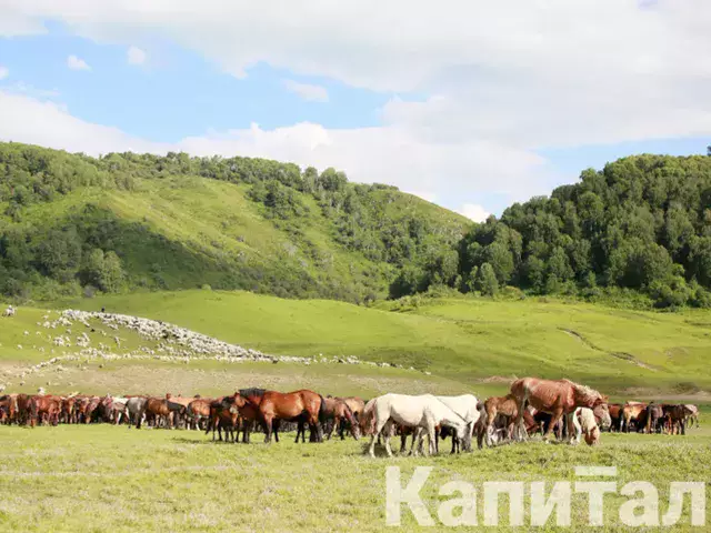 Пастбища на 5 млрд тенге возвращены населению в Павлодарской области 
