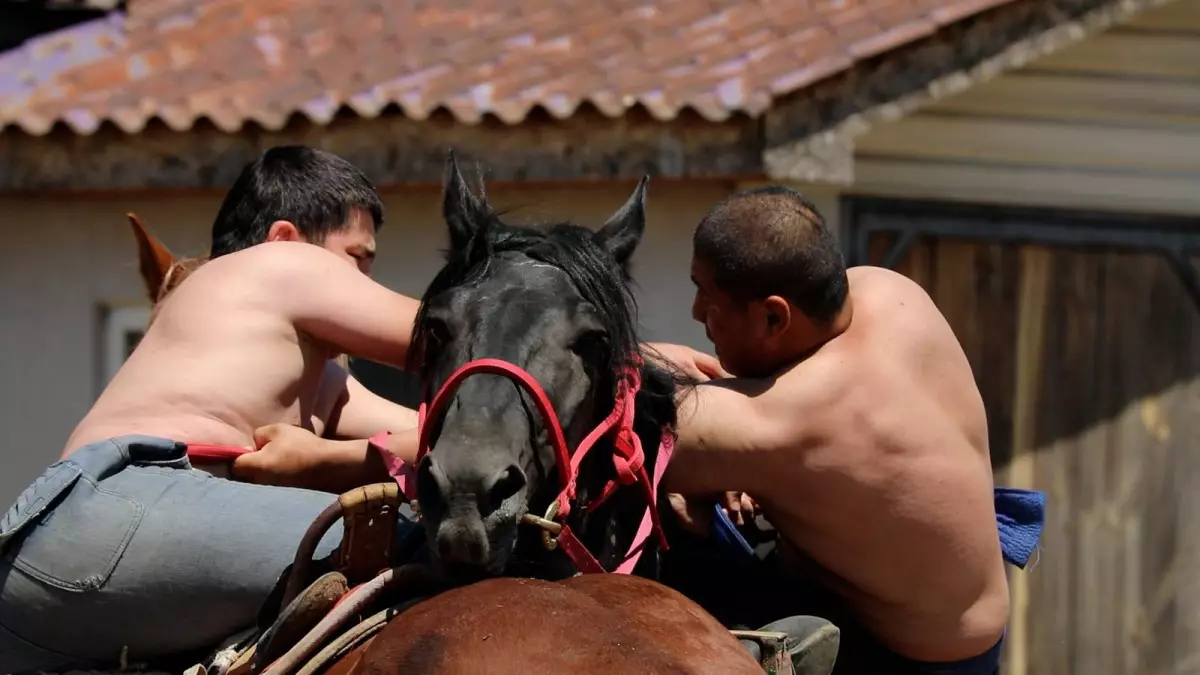 Казахстанские учёные изучают состояние спортсменов и лошадей перед Всемирными играми кочевников