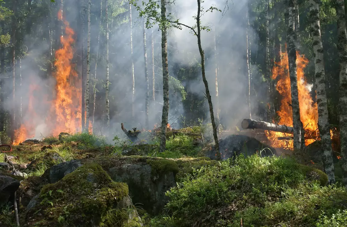 Не повторить трагедии «Семей орманы»: Эксперты о низком оснащении лесного хозяйства