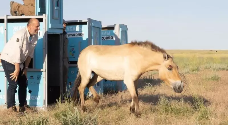 Трех лошадей Пржевальского привезли в Казахстан из Чехии