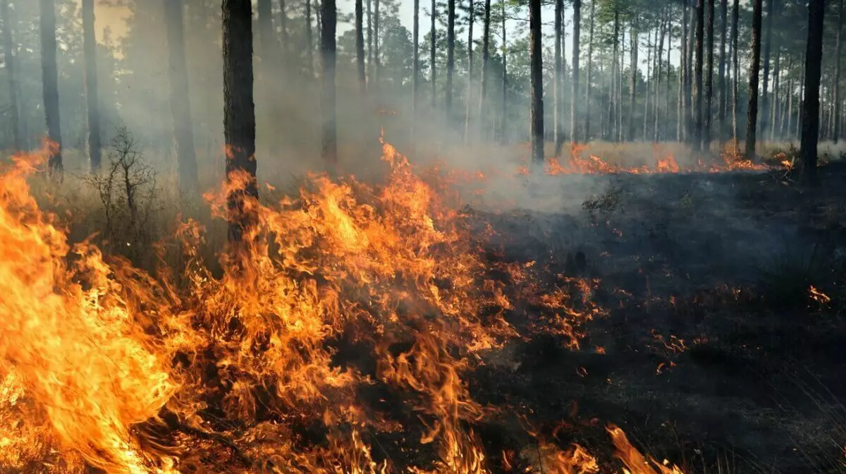 В Павлодарской области вспыхнул лес из-за детской шалости