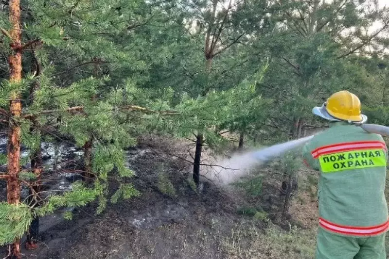 В лесу Павлодарской области возник пожар