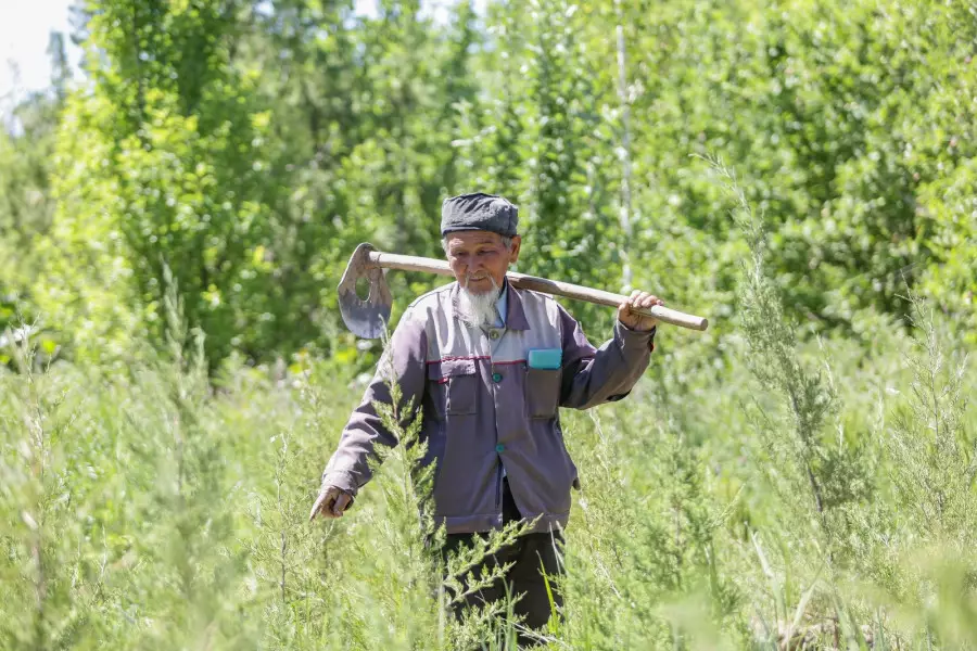 85 жастағы қызылордалық қария 2 млн түп ағаш еккен