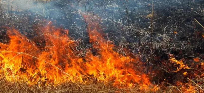 Детская шалость обернулась лесным пожаром в Павлодарской области