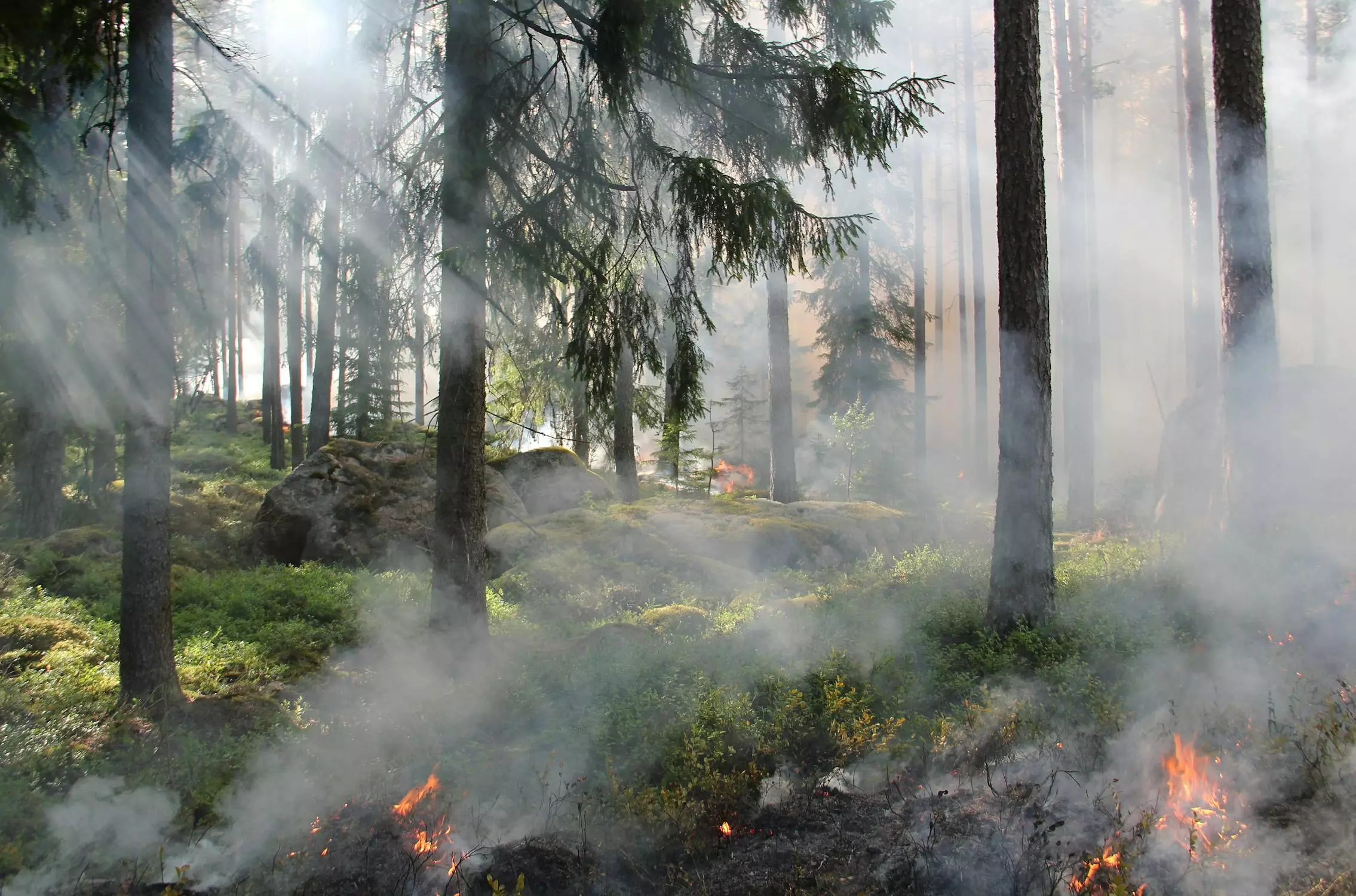 Дети подожгли лес в Павлодаре