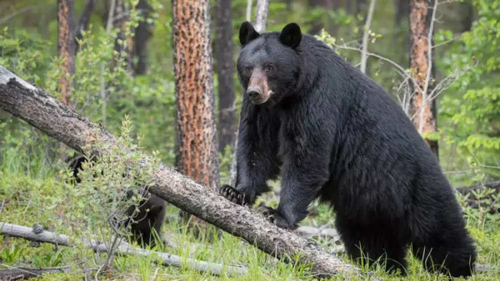 "Стали воспринимать людей как часть рациона": небывалое поведение медведей фиксируют в Японии