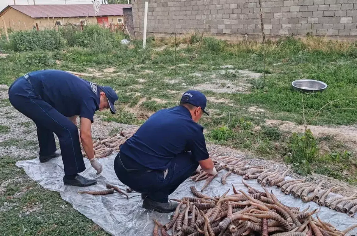 Мужчину с рогами сайгаков на миллиард тенге задержали в Жетысуской области