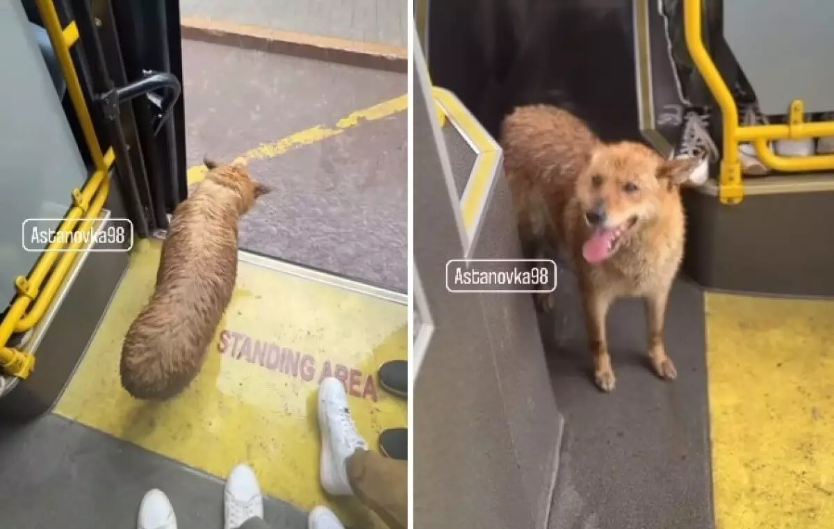 Самый благодарный пассажир: мокрый пес из автобуса в Астане стал любимцем соцсетей