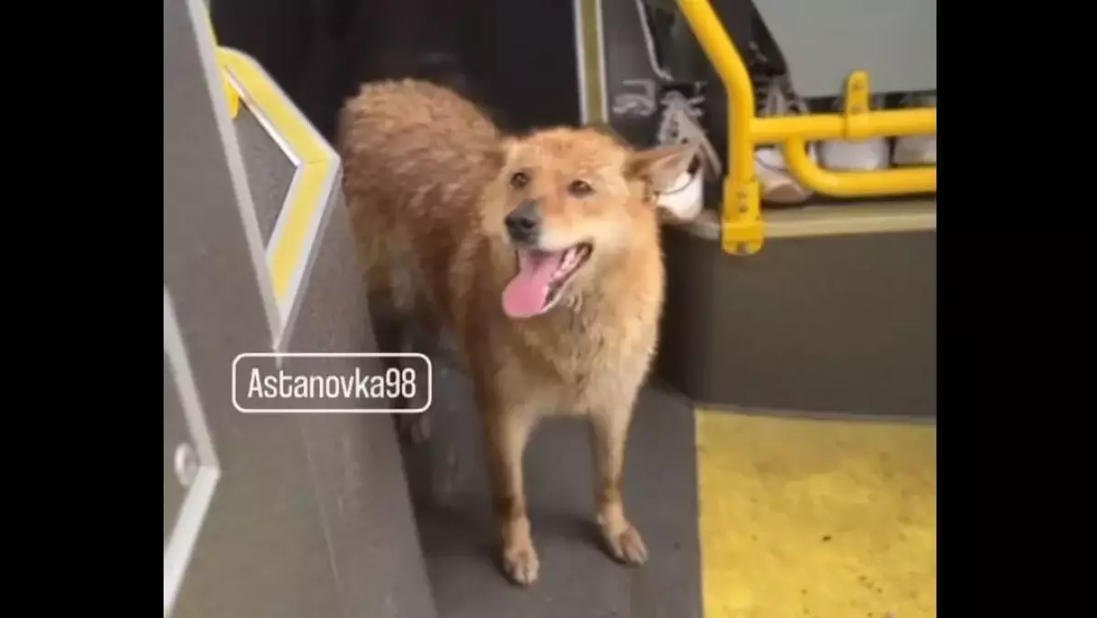 Промокшую собаку пустили в автобус во время сильного дождя в Астане - видео