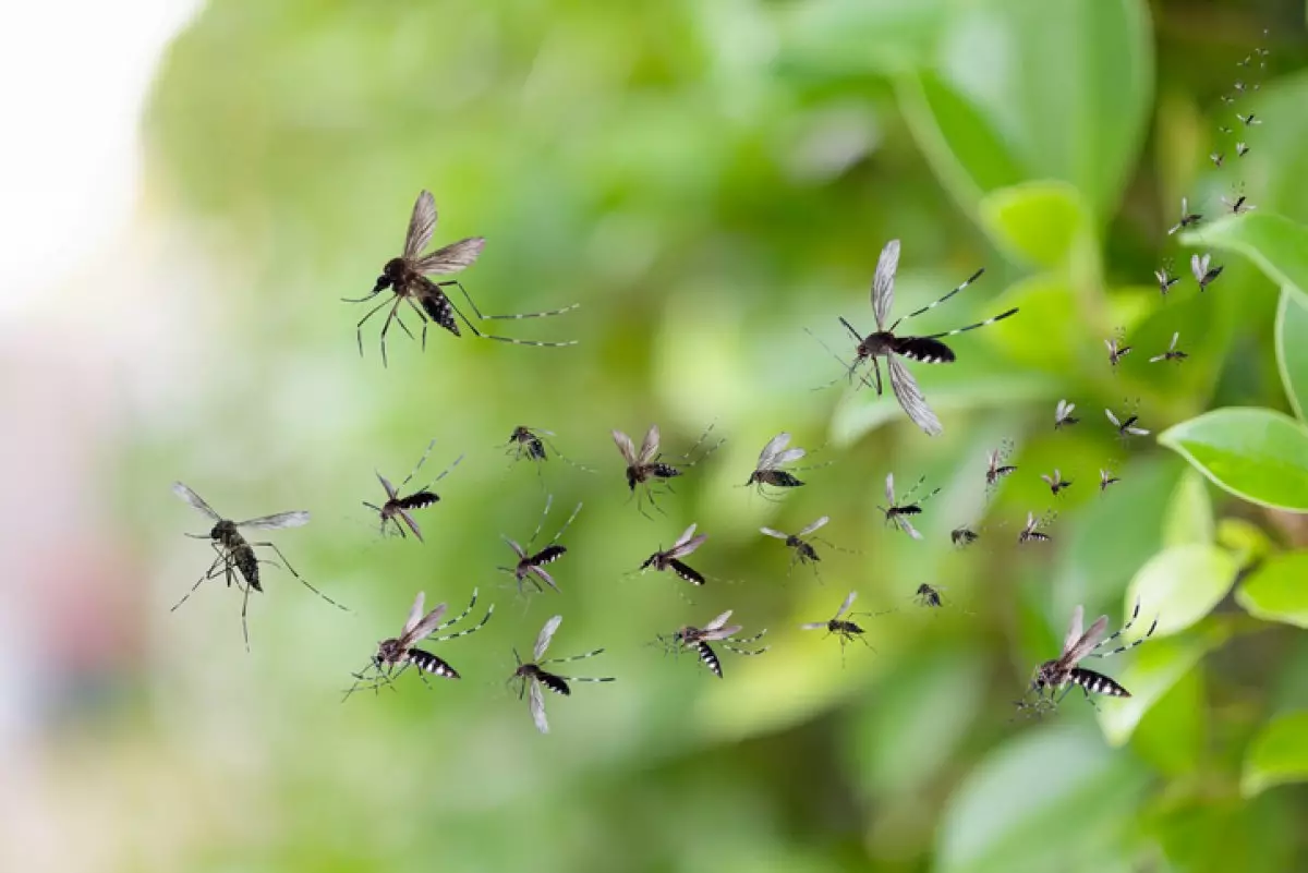 Будут ли бороться с комарами и мошками в Павлодарской области, рассказал аким
