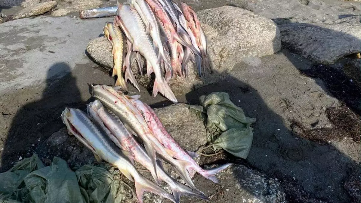 На 7,3 млн тенге оштрафовали браконьеров на Каспийском море
