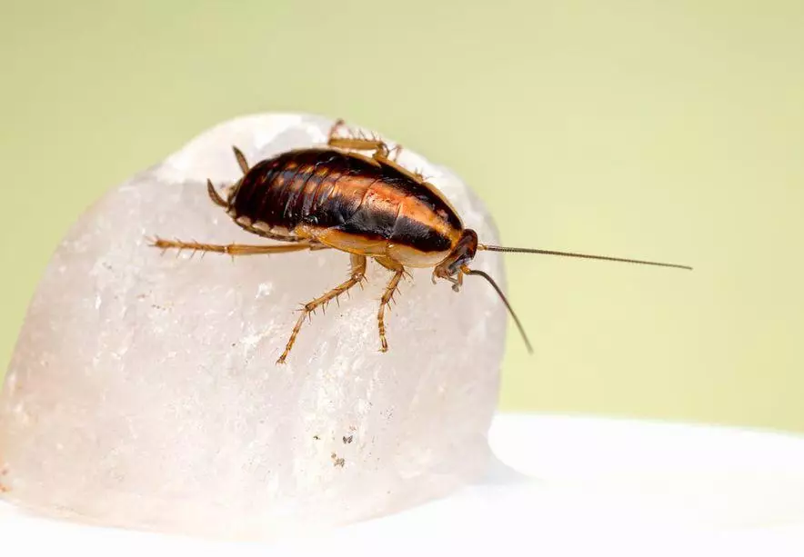 Этим летом туристы в Испании могут столкнуться с нашествием мутировавших тараканов