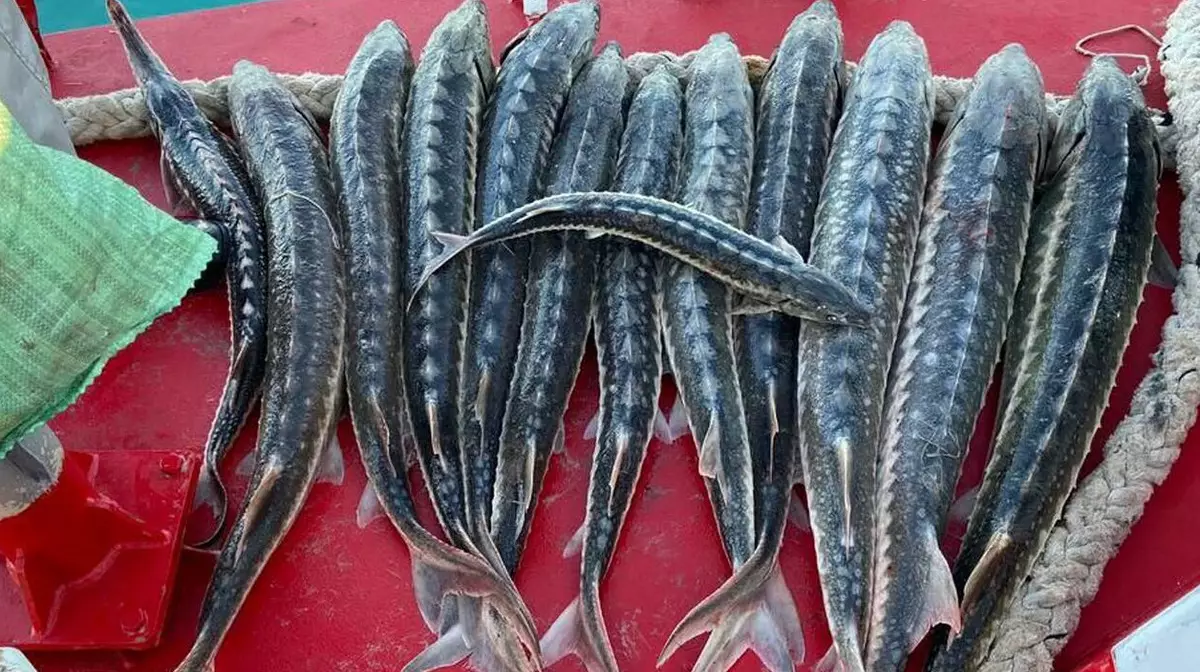 В Казахстане за два месяца браконьеры выловили более 66 тысяч рыб