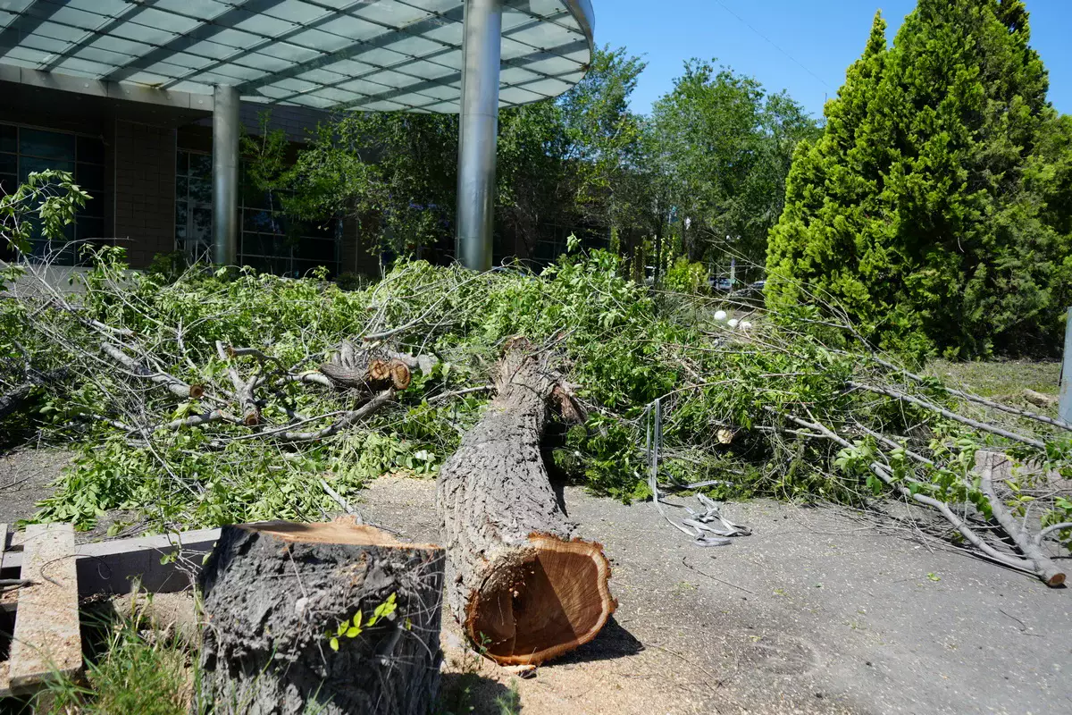 Вырубка деревьев перед гостиницей возмутила жителей Актау