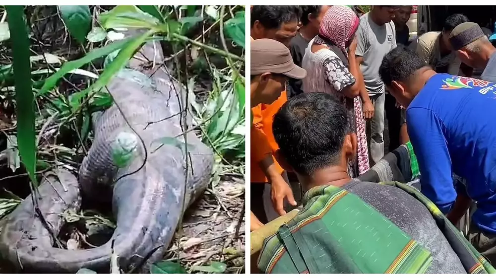Гигантский питон проглотил женщину в Индонезии