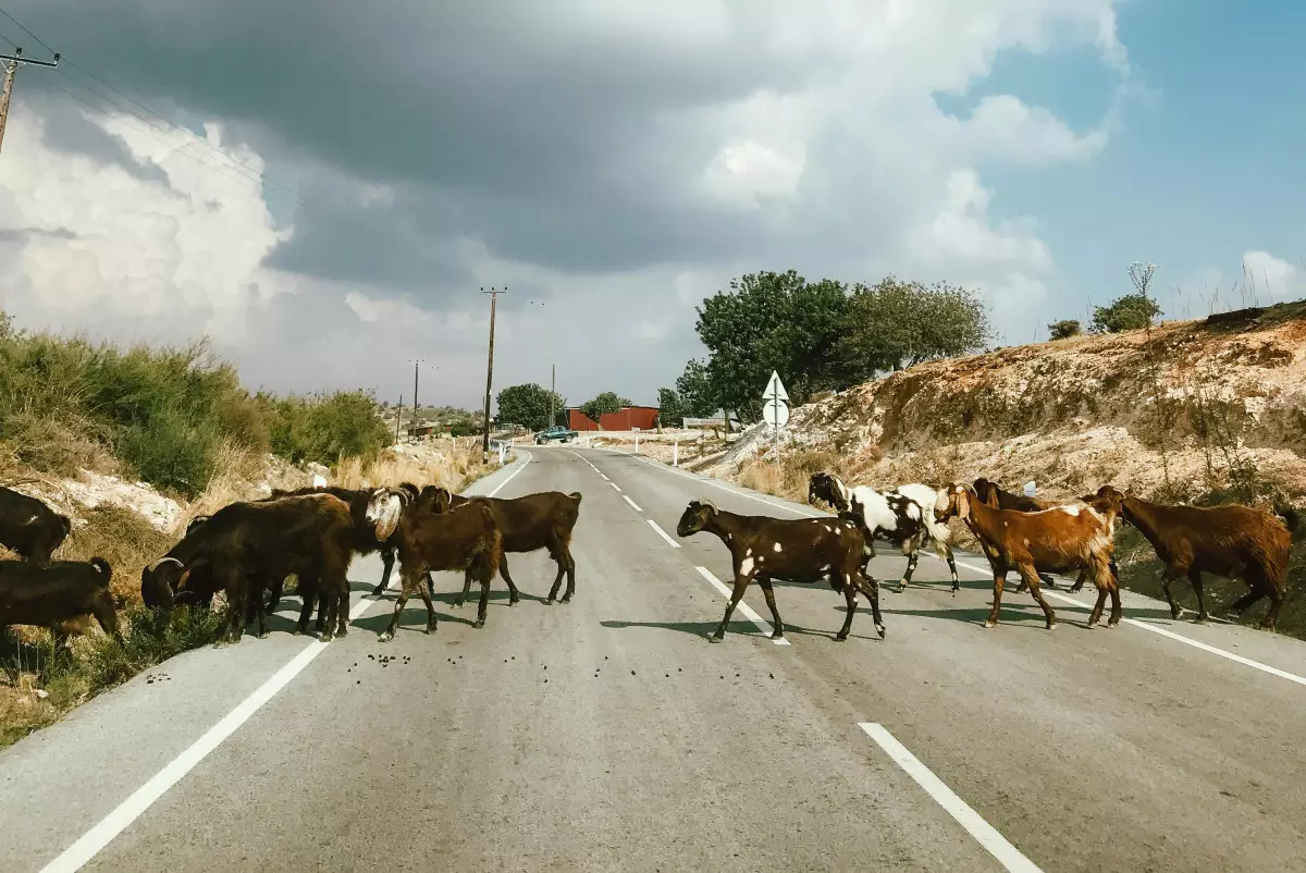 Светоотражающие ленты для домашнего скота раздадут фермерам в Жетысу
