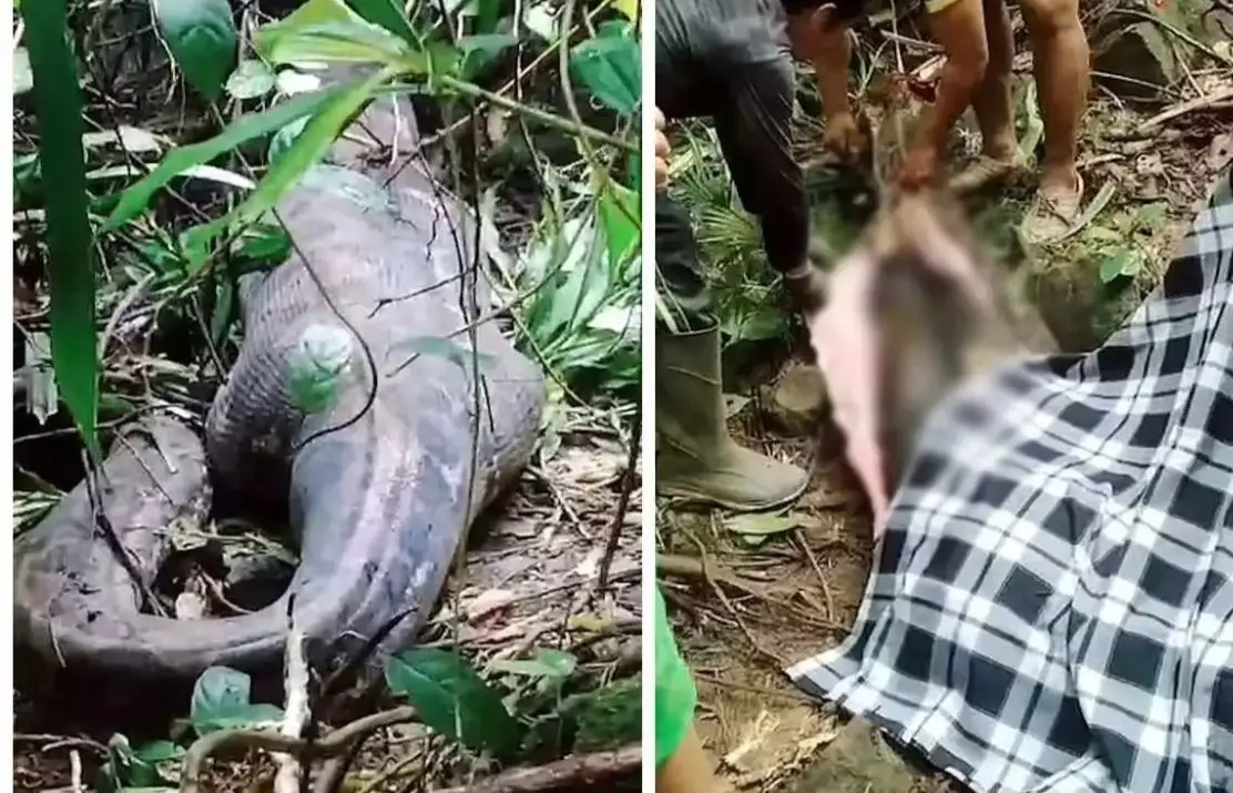 Индонезияда 50 жастағы әйелді питон жұтып қойды
