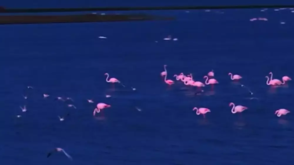 Розовые фламинго прилетели в село в Акмолинской области