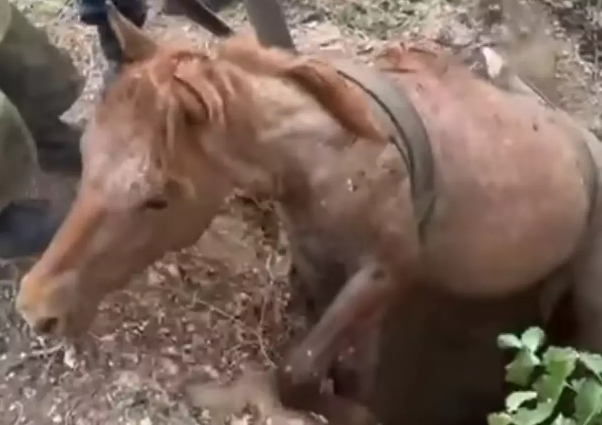 Лошадь провалилась в колодец в Улытауской области