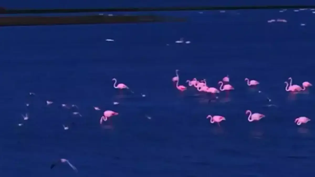Розовые фламинго прилетели в Акмолинскую область