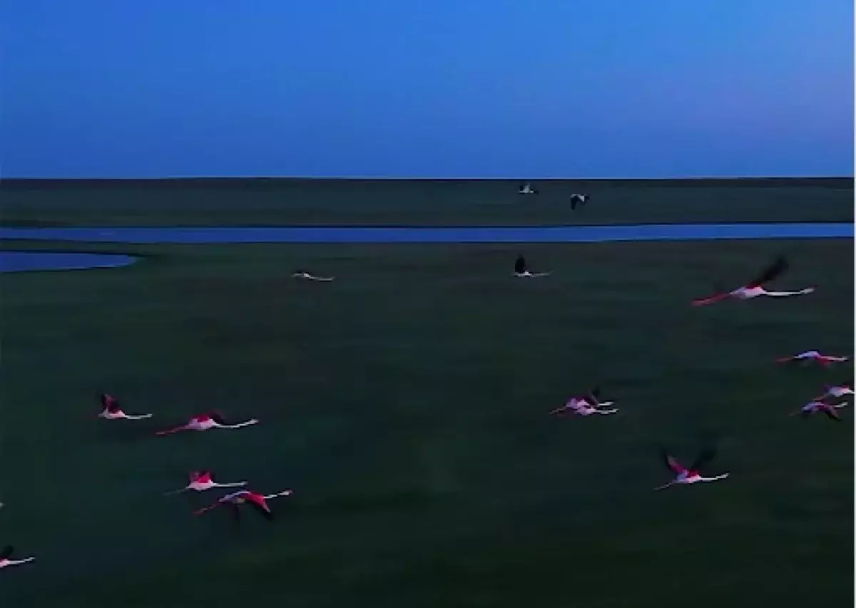 Розовые фламинго прилетели в Акмолинскую область – видео