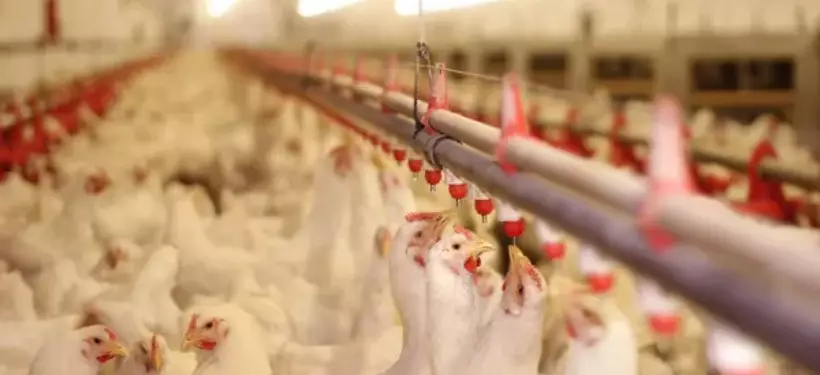 Турция сняла ограничения на ввоз животноводческой и птицеводческой продукции Казахстана