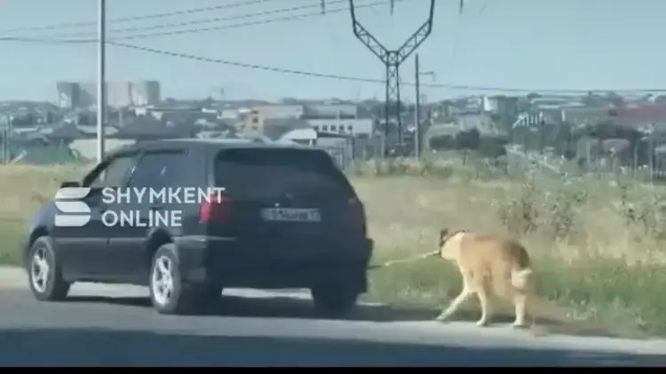 В Шымкенте мужчина выгуливал собаку, привязав к машине