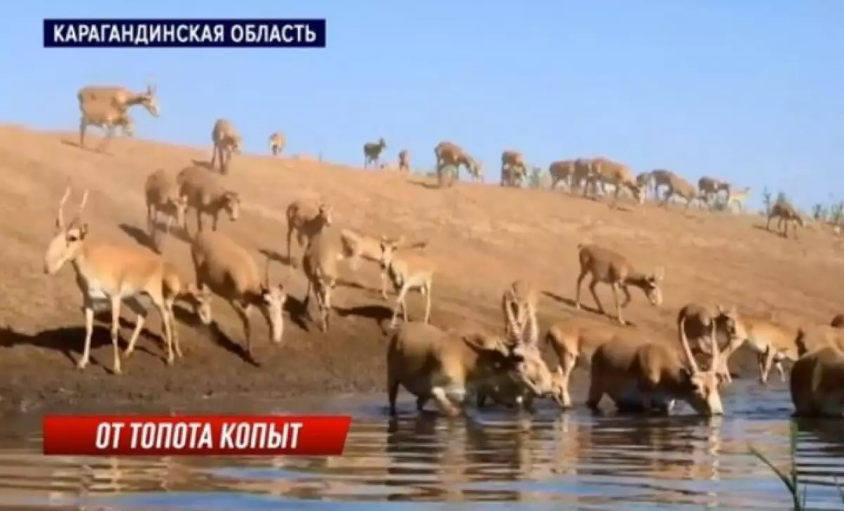 Сайгаки вытоптали почти 150 гектаров ячменя в Карагандинской области