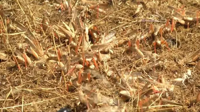В Туркестанской области проводится дополнительная обработка против саранчи