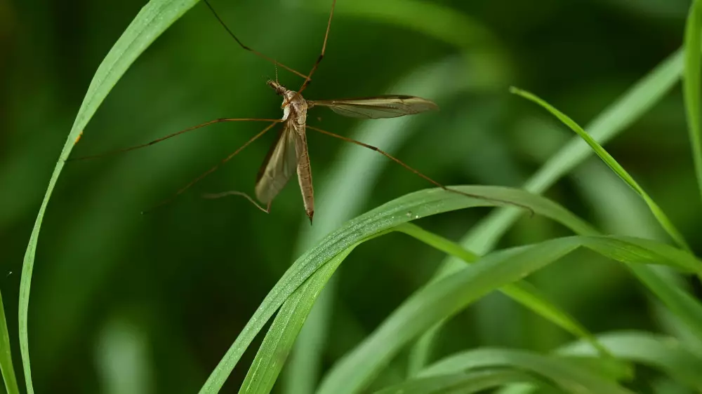 Как защитить квартиру от комаров: советы ученых и природные репелленты