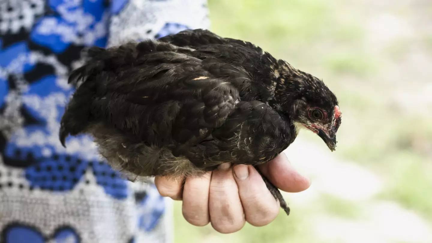 Грозит ли казахстанцам птичий грипп, ответили в Минздраве
