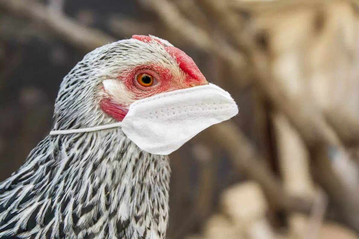 Грозит ли Казахстану вспышка птичьего гриппа: мнение Альназаровой