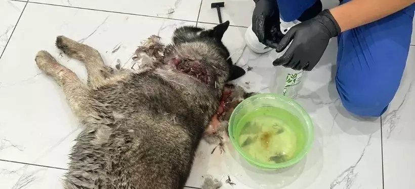 Собаку с рубленой раной и следами от выстрелов нашли в Семее