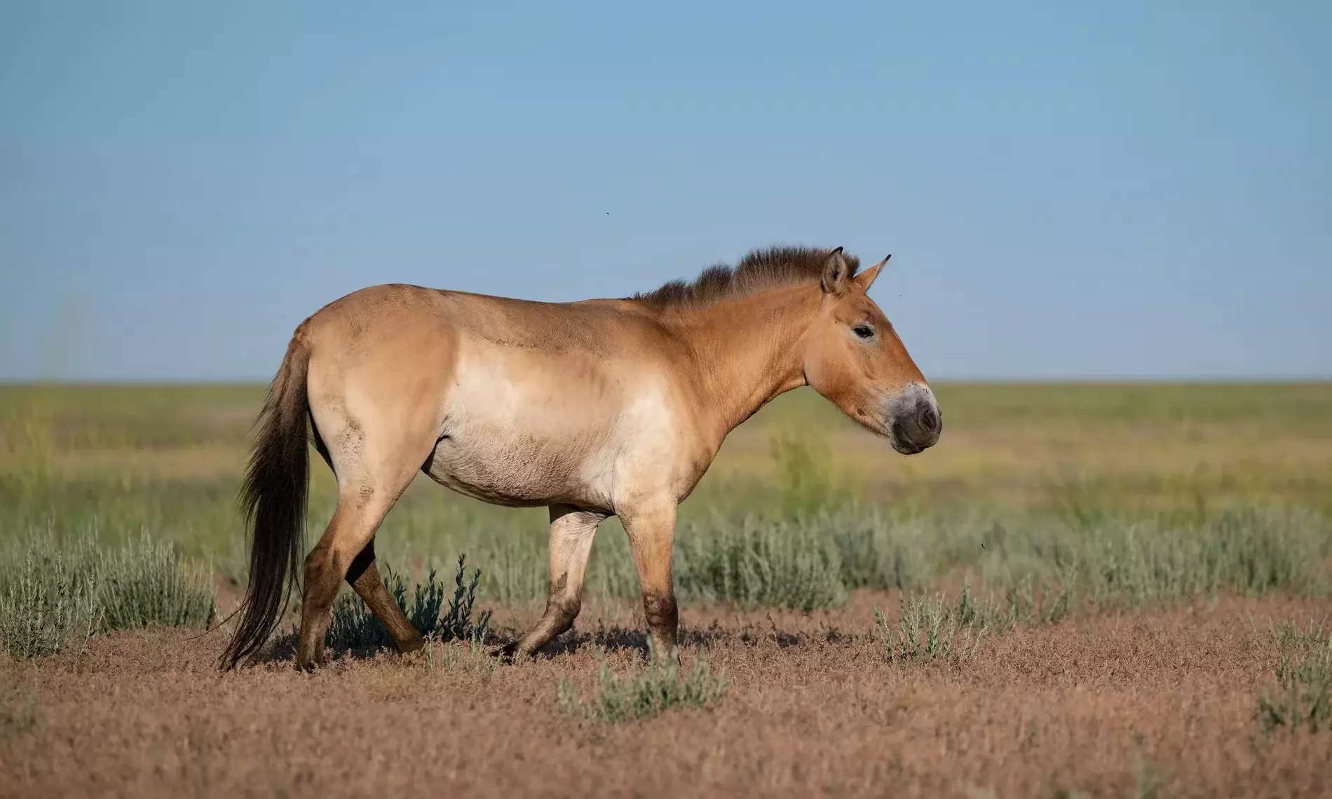 Дикие лошади возвращаются в степи Казахстана после двухвекового отсутствия