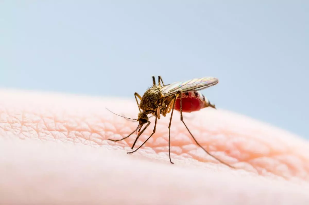 Жители Атырау страдают от нашествия комаров