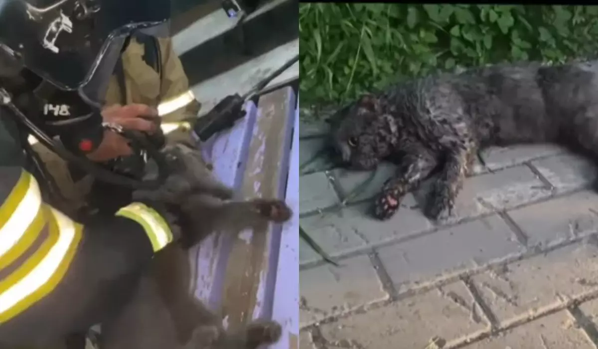 Спасатели вернули к жизни обгоревшего котенка в Астане (ВИДЕО)