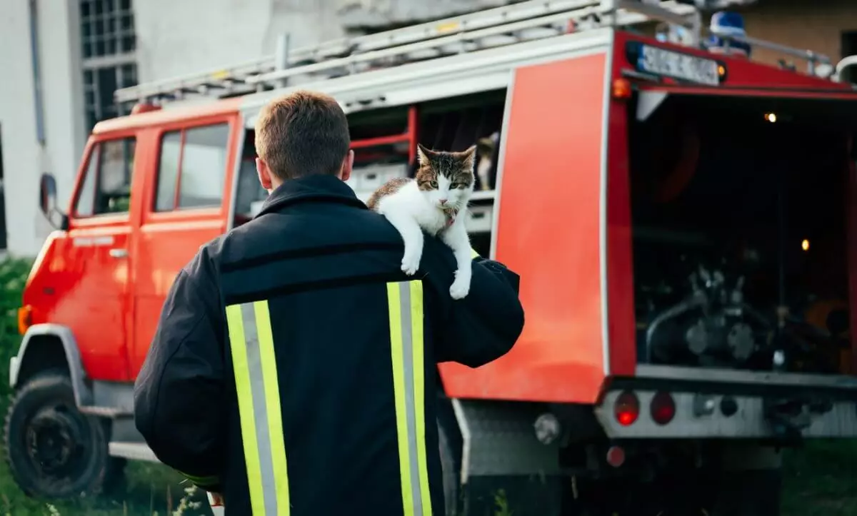 Столичные пожарные откачали котенка без сознания (ВИДЕО)