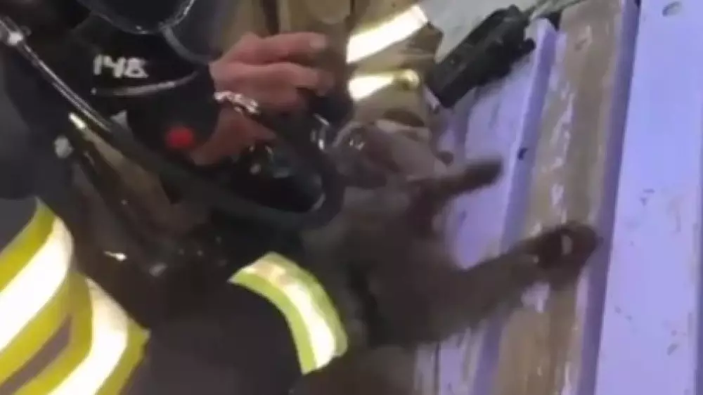 Пожарные Астаны откачали пострадавшего в пожаре кота