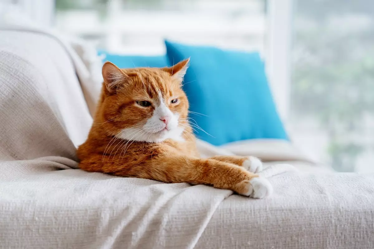 Запрет снят: жителям многоквартирных домов разрешили держать кошек