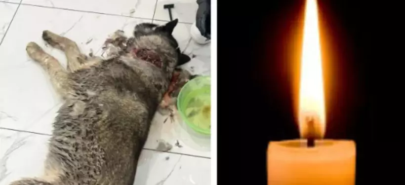 Найденная собака с тяжелыми ранами погибла в Семее: полиция начала расследование