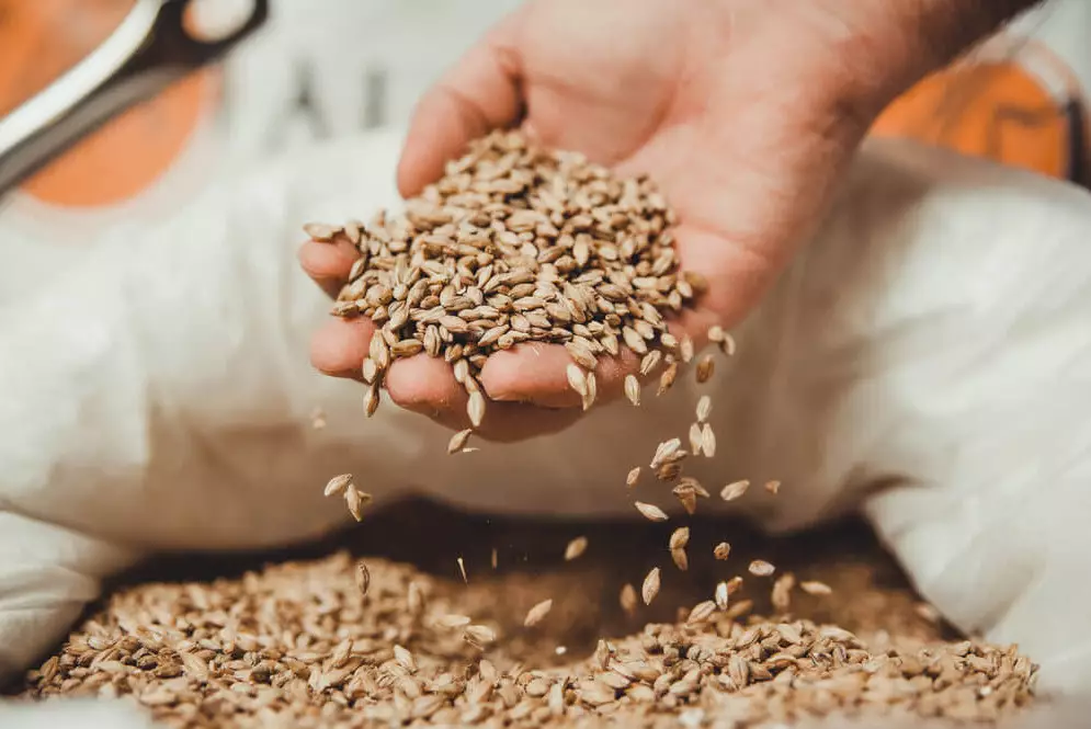 Карагандинские фермеры заявили о проблемах с семенами пшеницы