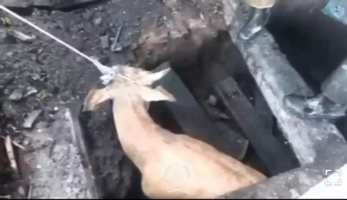Корова провалилась в подвал в Восточном Казахстане