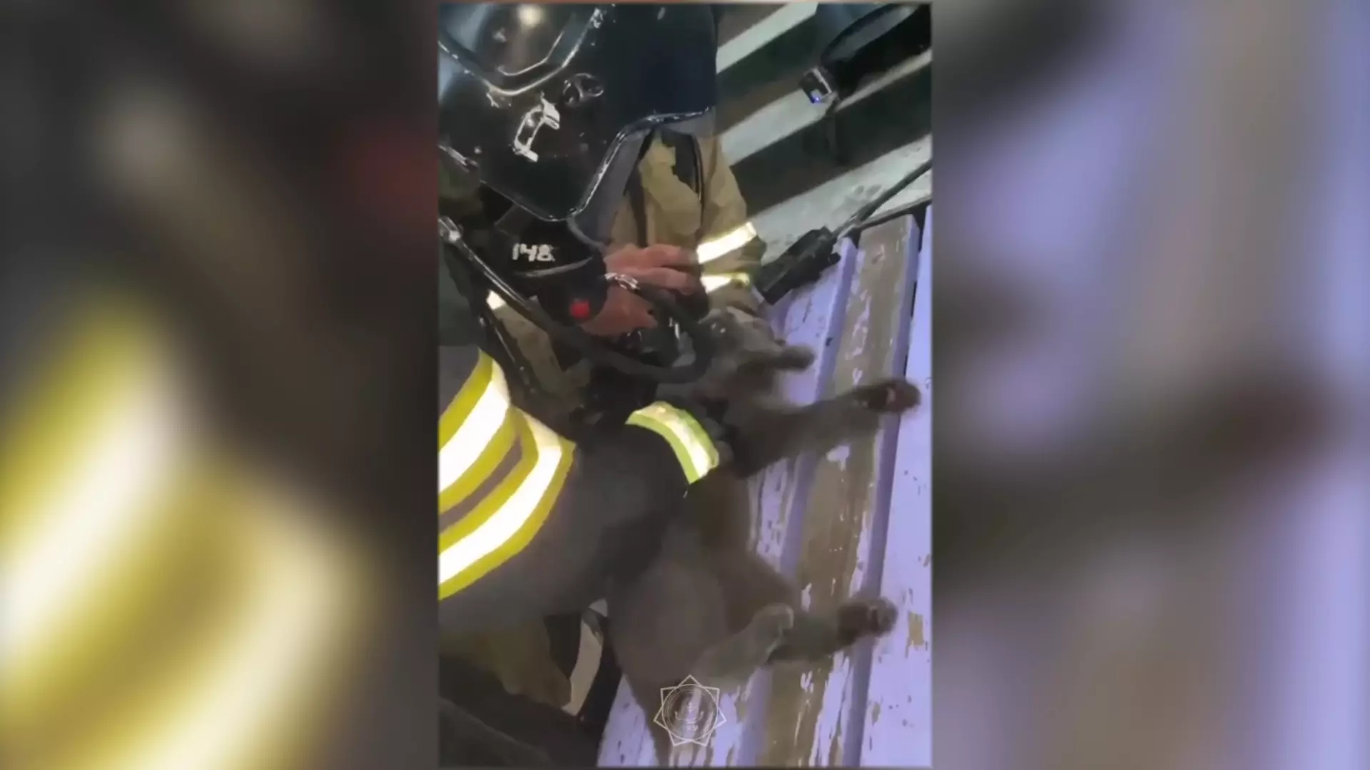 "Откачали", - столичные огнеборцы спасли кошку из горящей квартиры