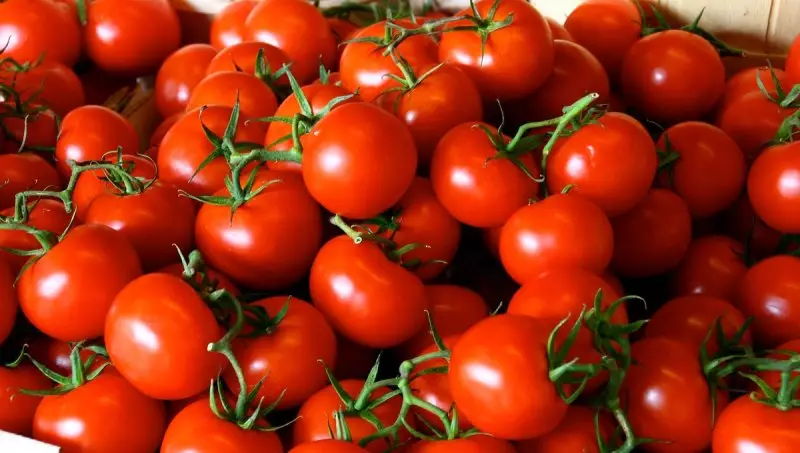 В Уральске выявили зараженные вирусом томаты из России