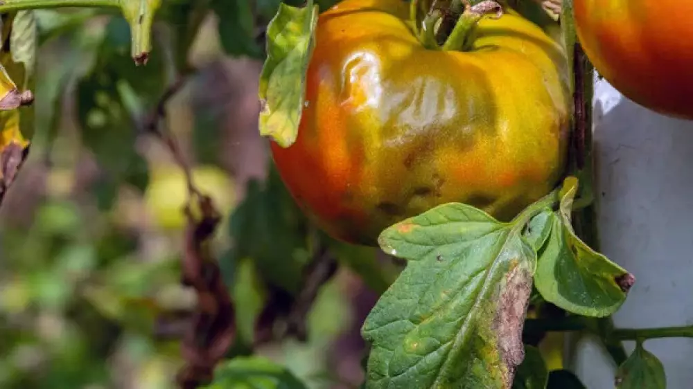Опасный вирус обнаружили в томатах, завезенных в Казахстан