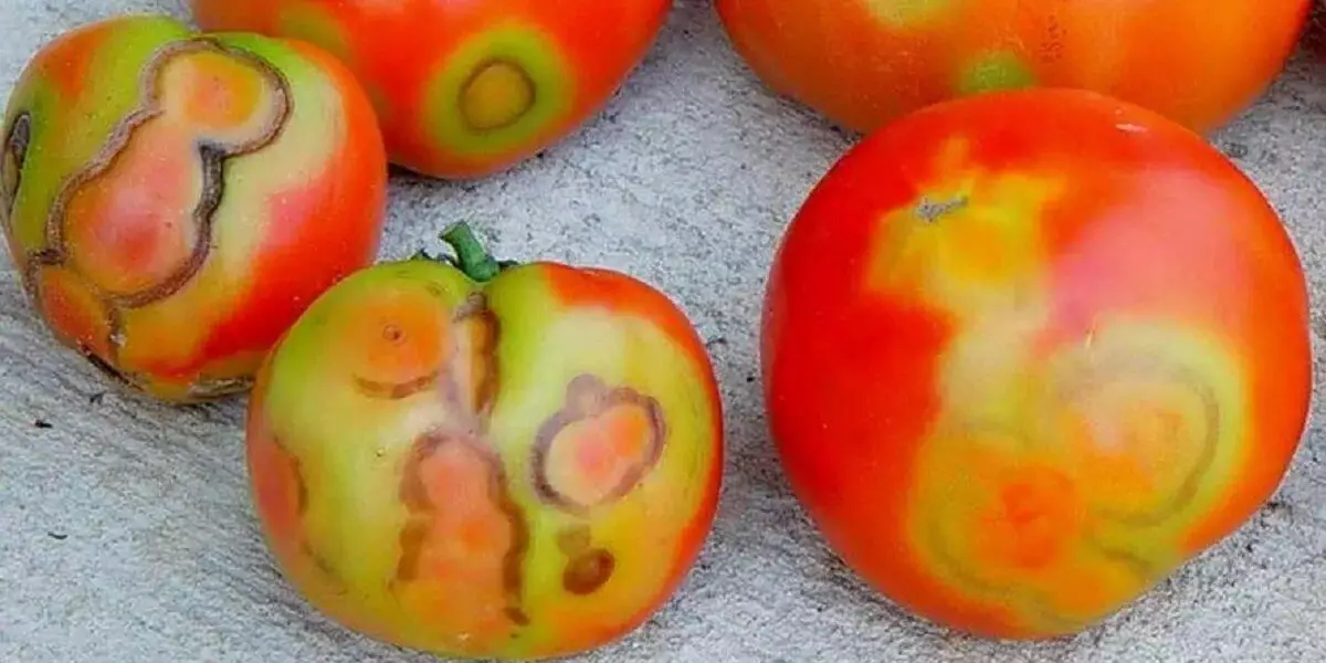 Зараженные томаты завезли из России в Казахстан
