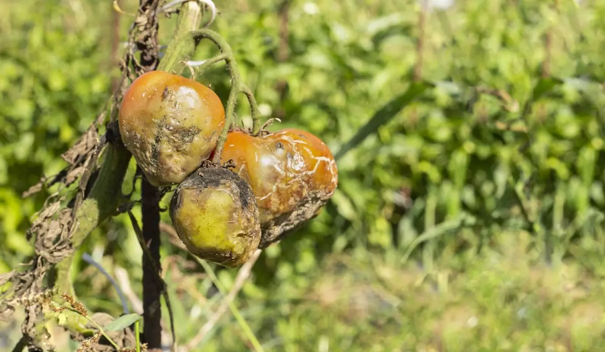 Опасный вирус нашли в завезенных из России в Казахстан томатах